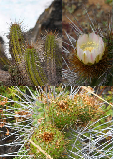 e castanea